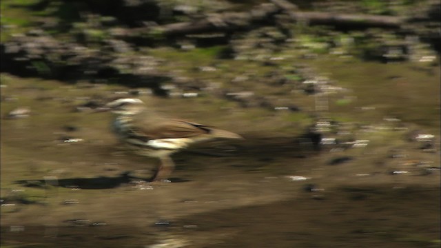 Louisiana Waterthrush - ML471509