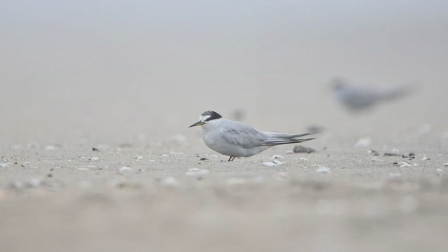 Peruvian Tern - ML471509831