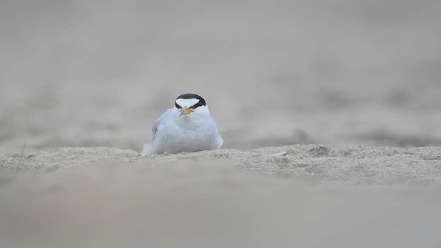 Peruvian Tern - ML471509901