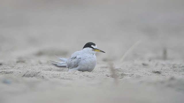 Peruvian Tern - ML471509911