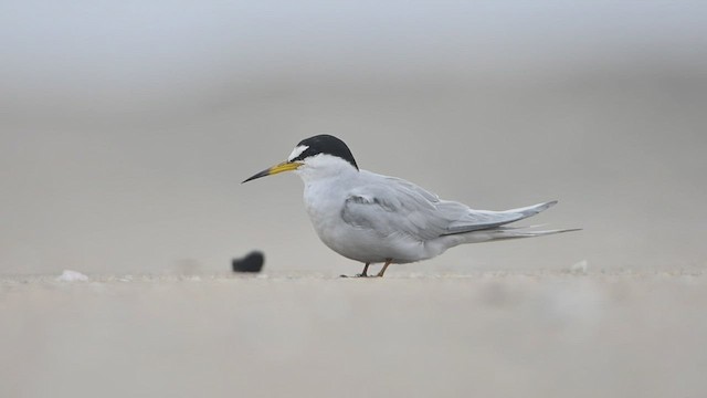 Peruvian Tern - ML471509961