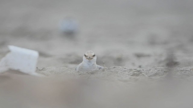 Peruvian Tern - ML471509971