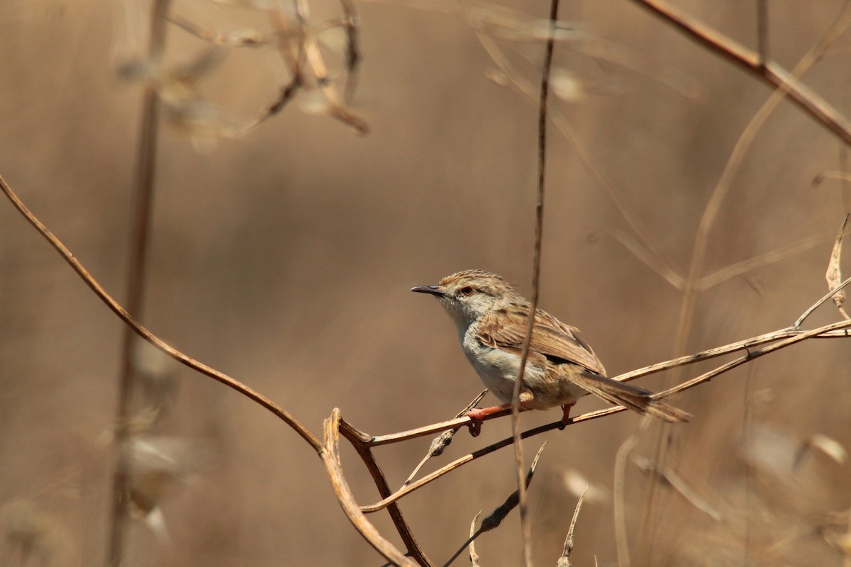 Graceful Prinia - ML471510701