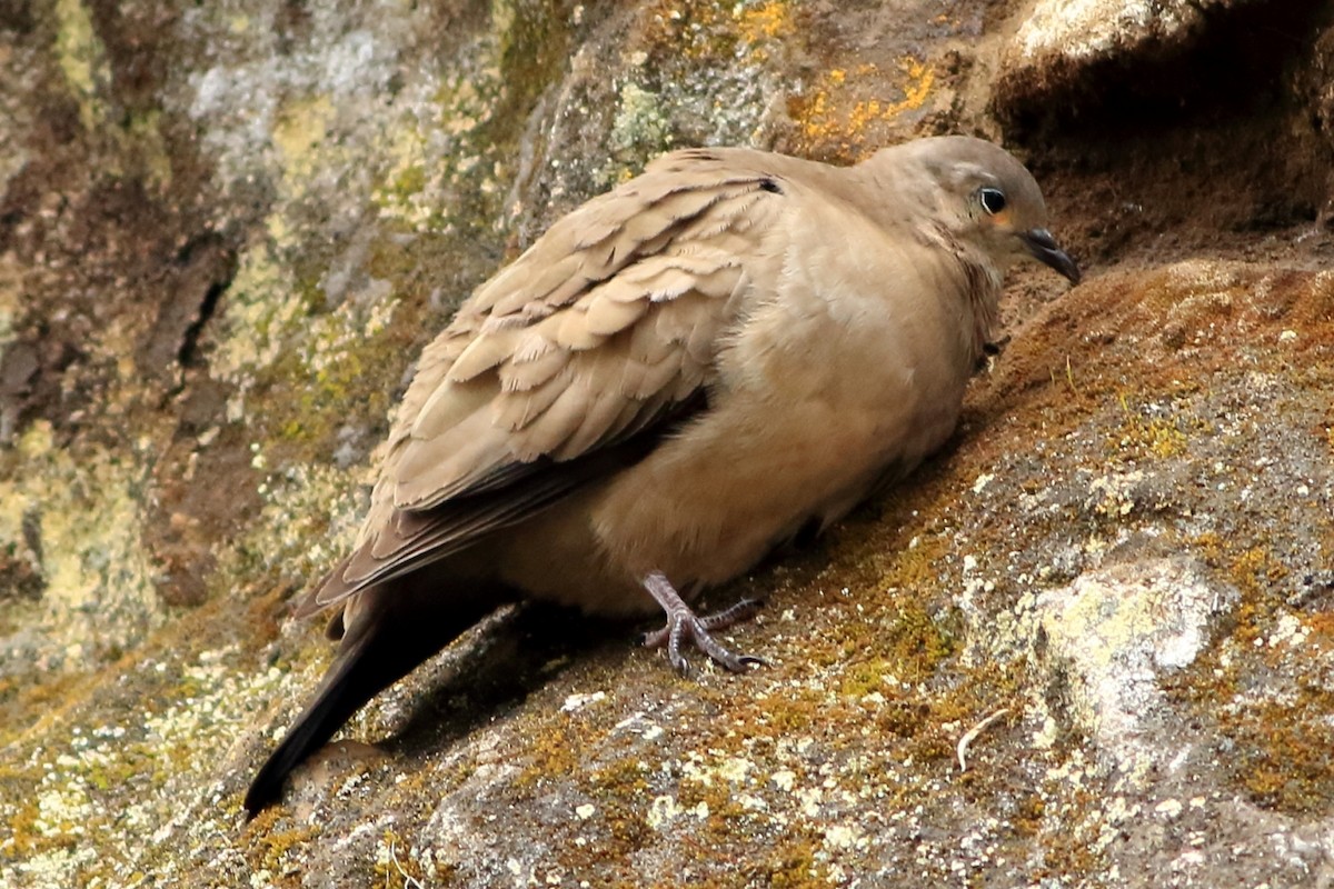 Black-winged Ground Dove - ML471510931