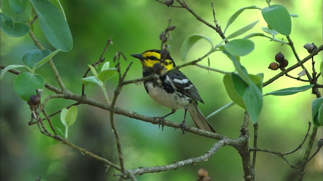 Golden-cheeked Warbler - ML471511