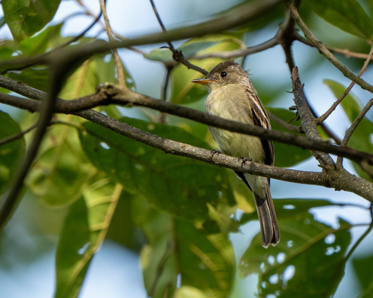 Northern Tropical Pewee - ML471511051