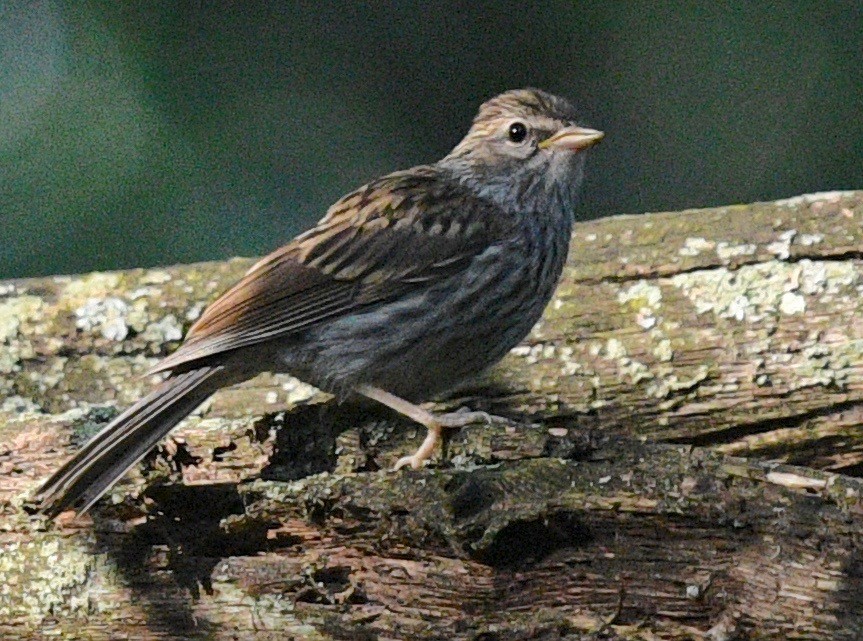 Chipping Sparrow - ML471511351