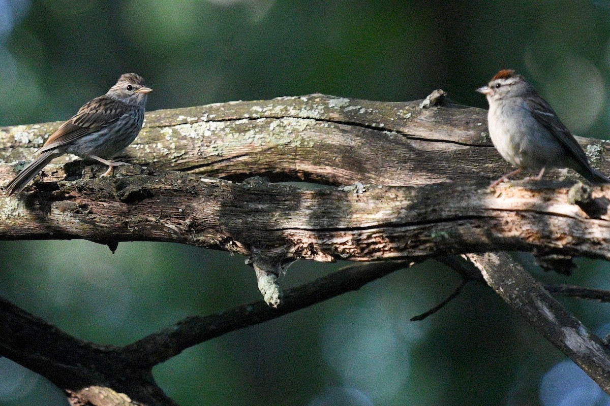 Chipping Sparrow - ML471511761