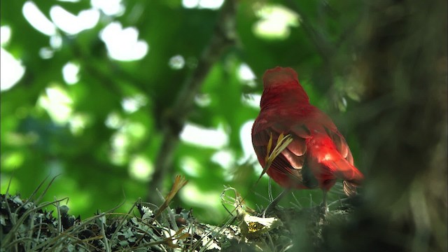 Summer Tanager - ML471512