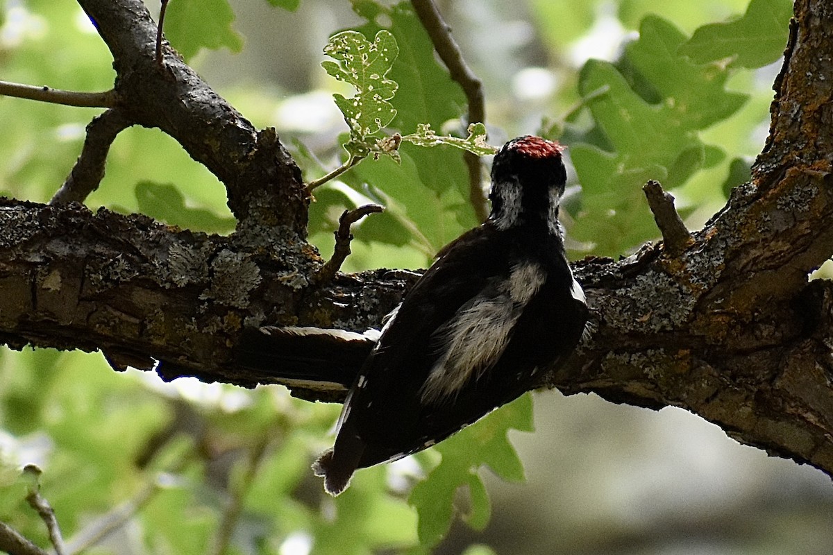 Hairy Woodpecker - lauren ray