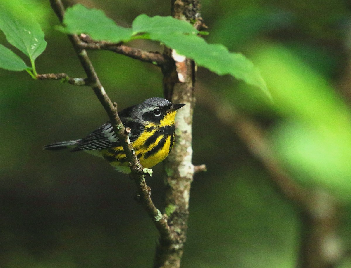 Magnolia Warbler - ML471512971