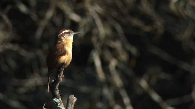 Carolina Wren - ML471513