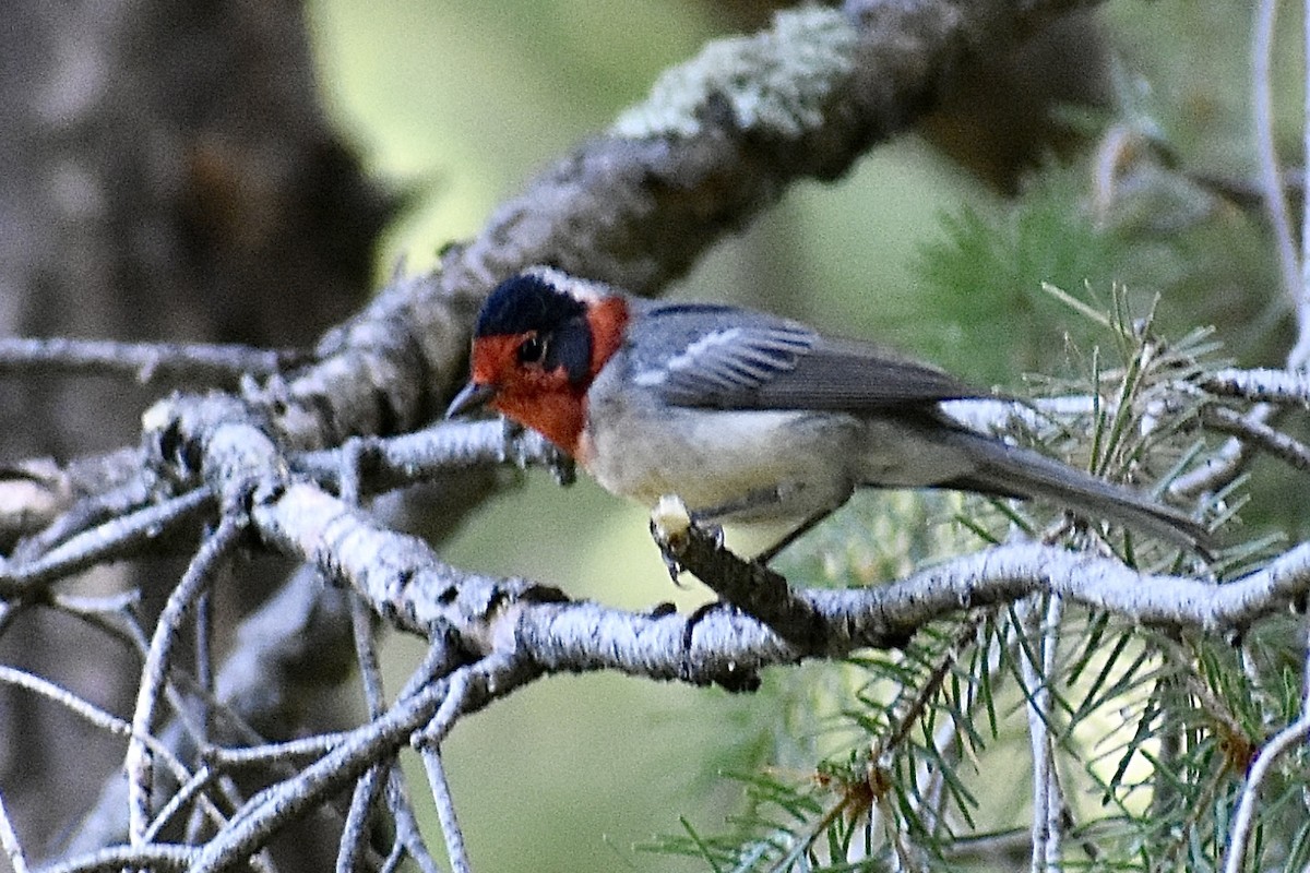 Paruline à face rouge - ML471513131