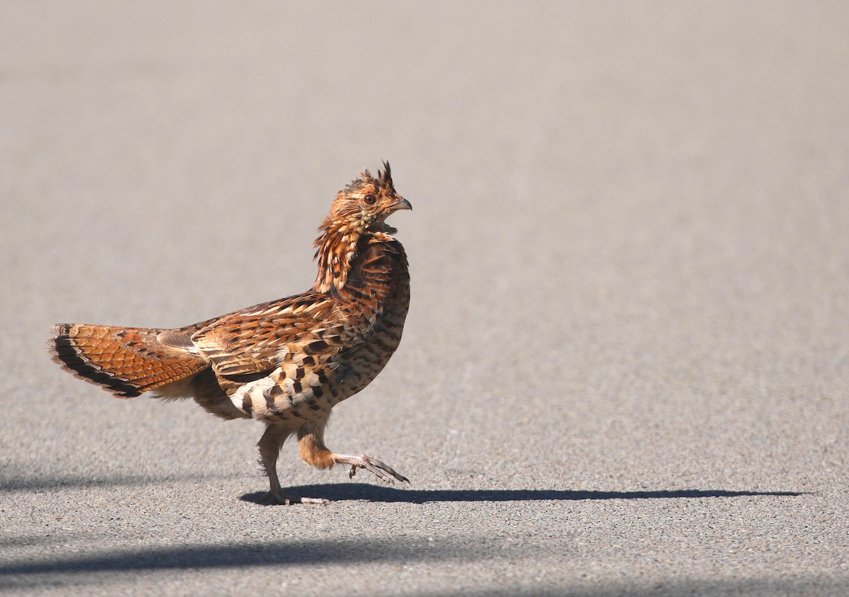 Ruffed Grouse - Aaron Graham