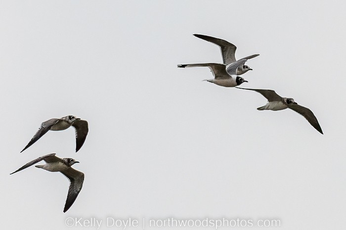 Franklin's Gull - ML471513691