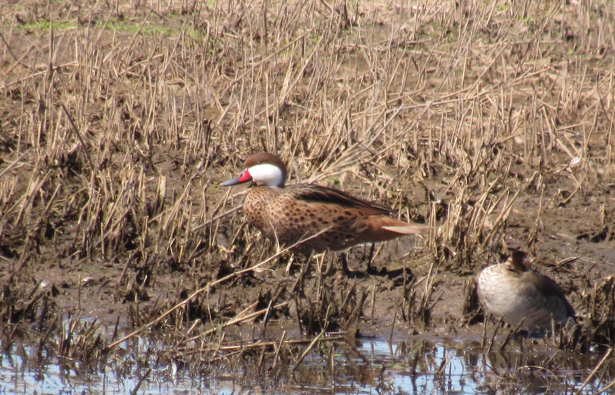 Ringed Teal - ML471514191