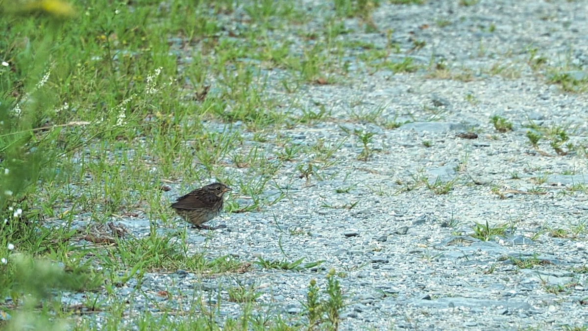Swamp Sparrow - ML471514811