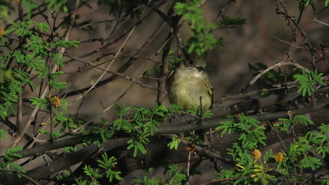 Dusky Flycatcher - ML471516