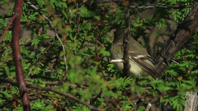 Dusky Flycatcher - ML471517