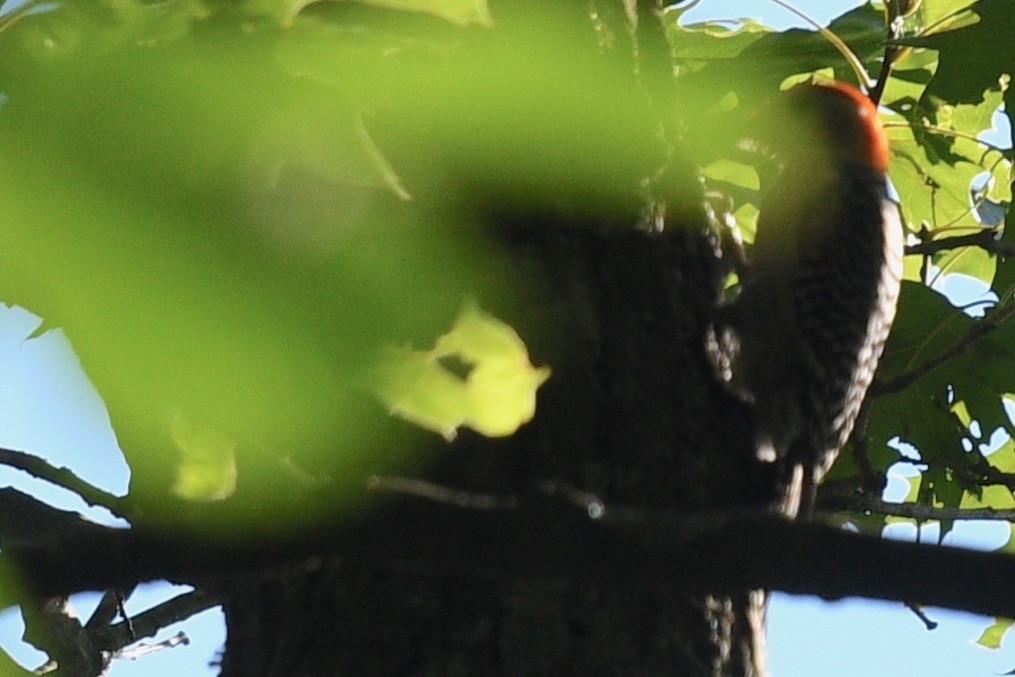 Red-bellied Woodpecker - ML471517571