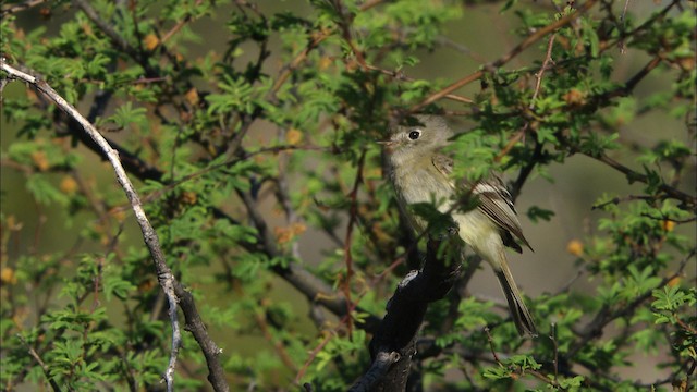 Dusky Flycatcher - ML471518