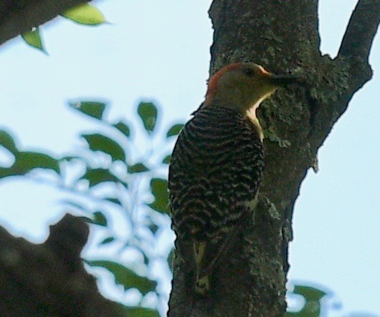 Red-bellied Woodpecker - ML471518141