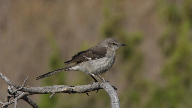 Northern Mockingbird - ML471519