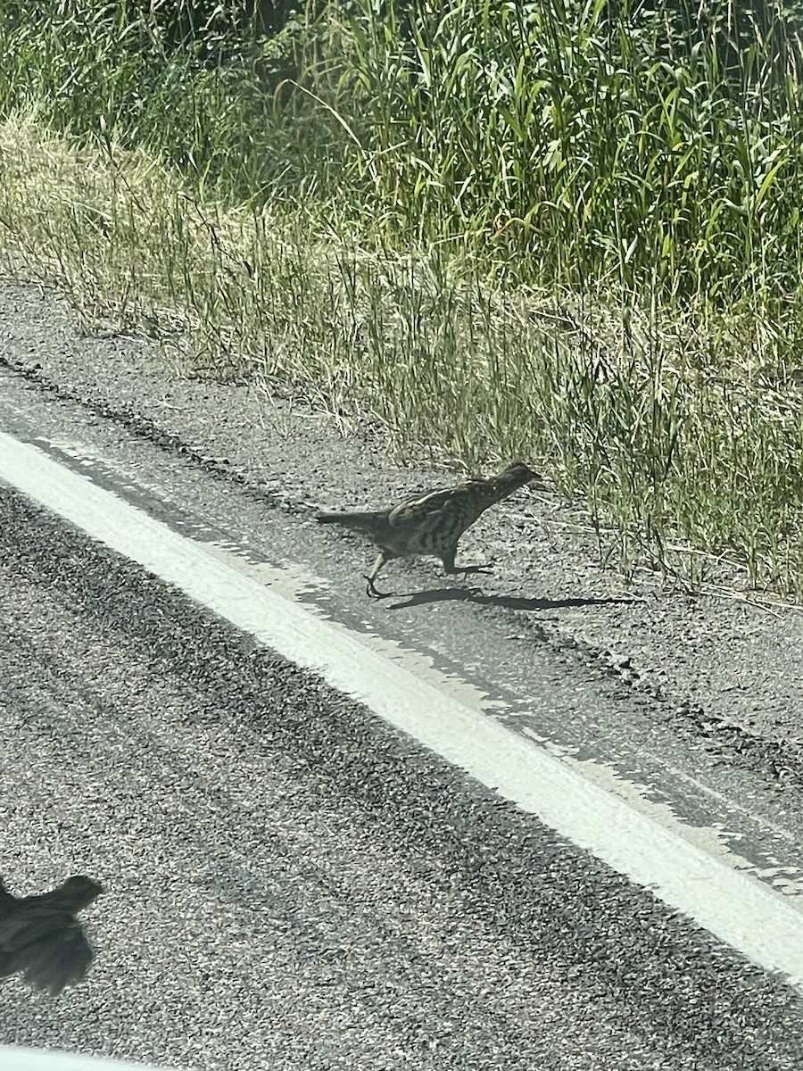 エリマキライチョウ - ML471519501