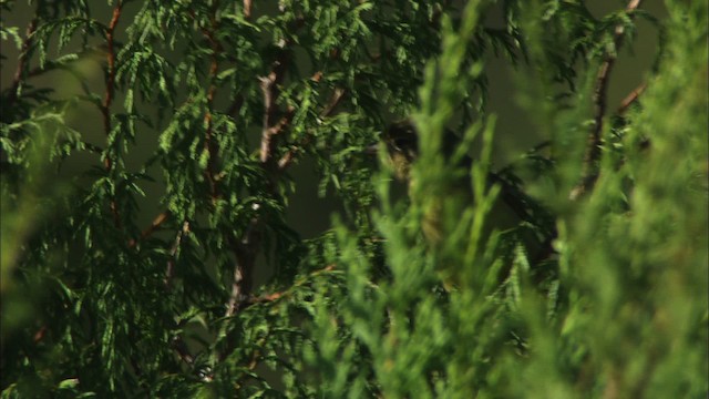 Western Tanager - ML471520