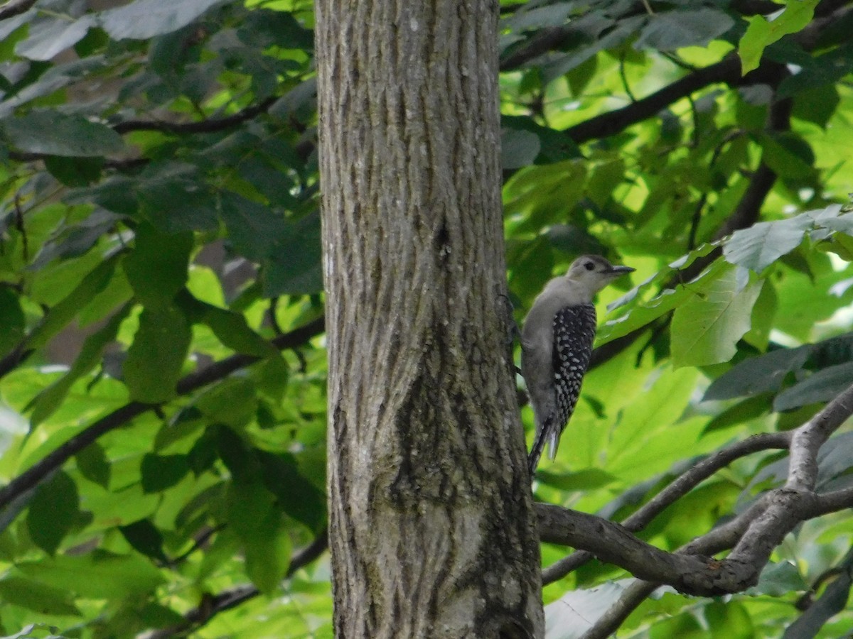 Red-bellied Woodpecker - Stephanie Schmuck