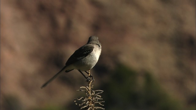 Northern Mockingbird - ML471521