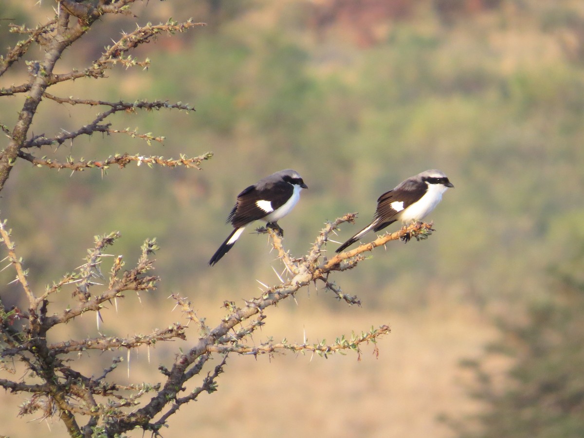 Gray-backed Fiscal - ML471521631