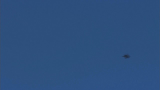 Violet-green Swallow - ML471522