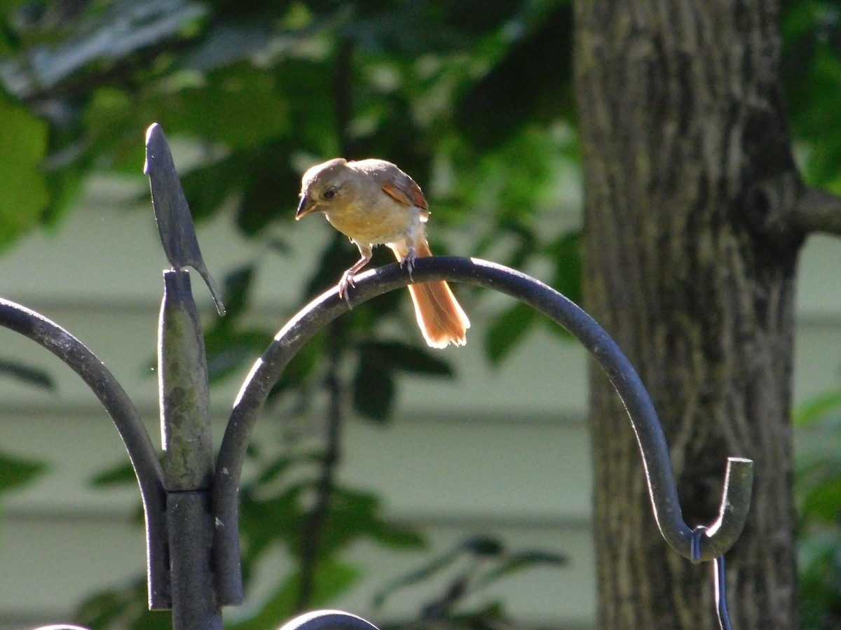 Northern Cardinal - ML47152251