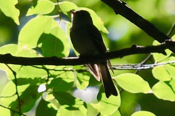 Acadian Flycatcher - barbara segal