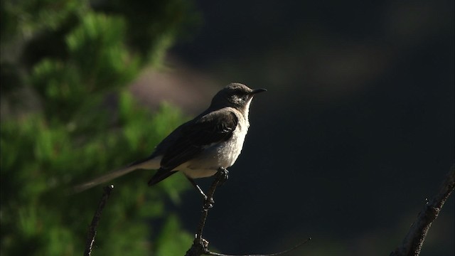 Northern Mockingbird - ML471523