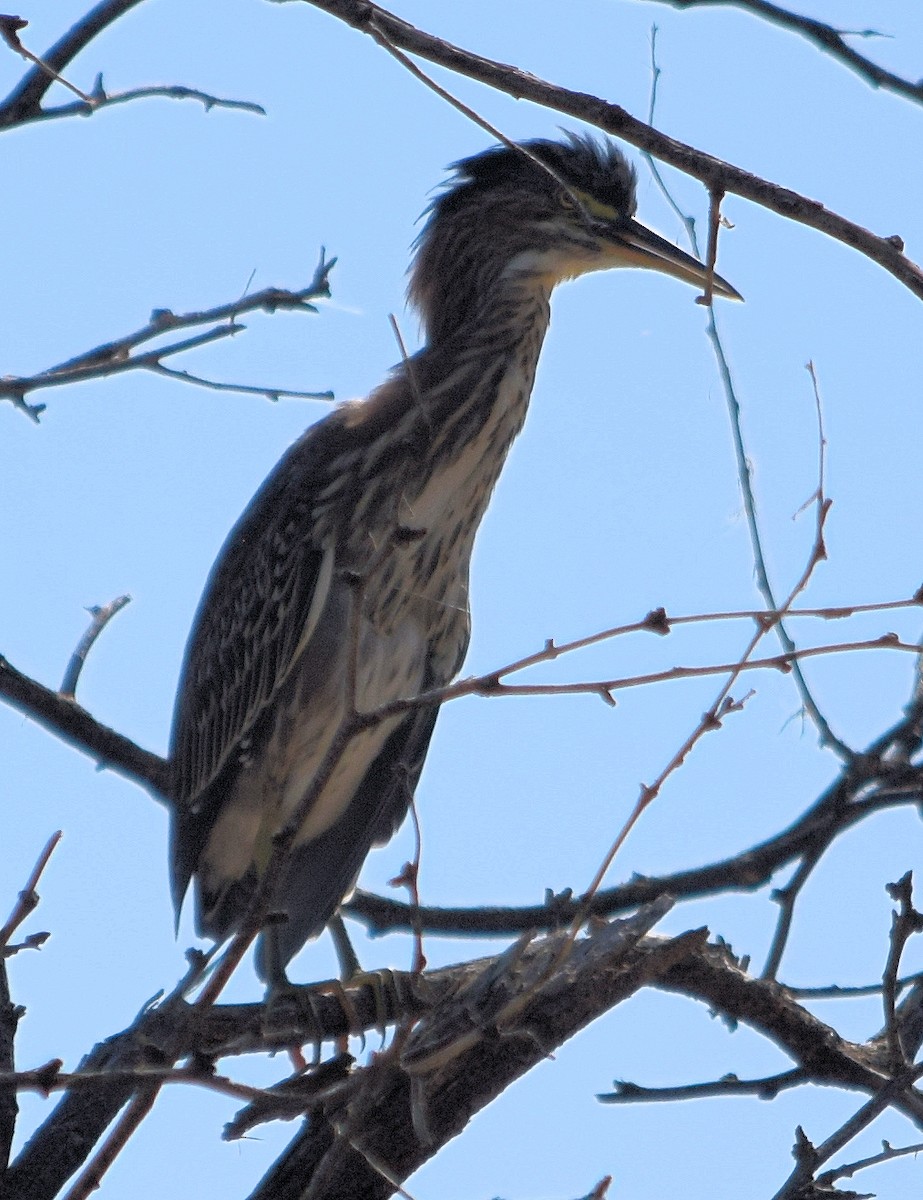 Green Heron - ML471523531