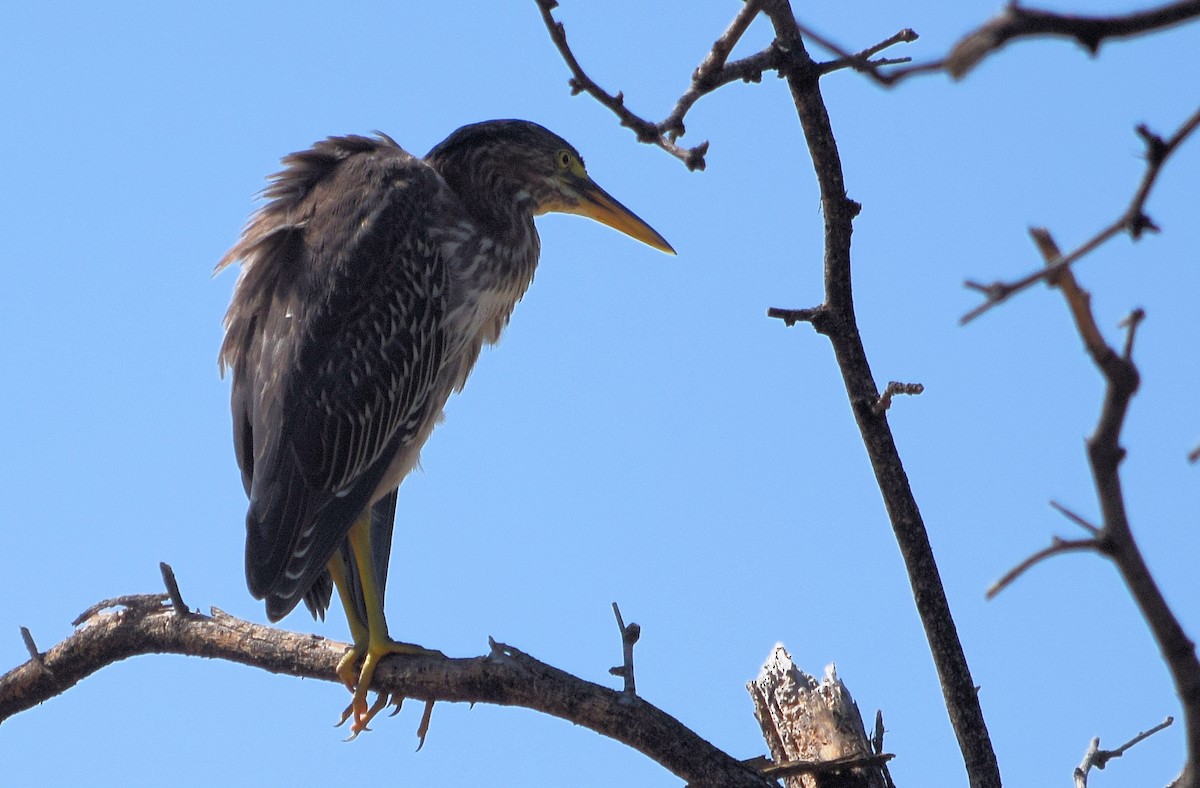 Green Heron - Jack Maddox