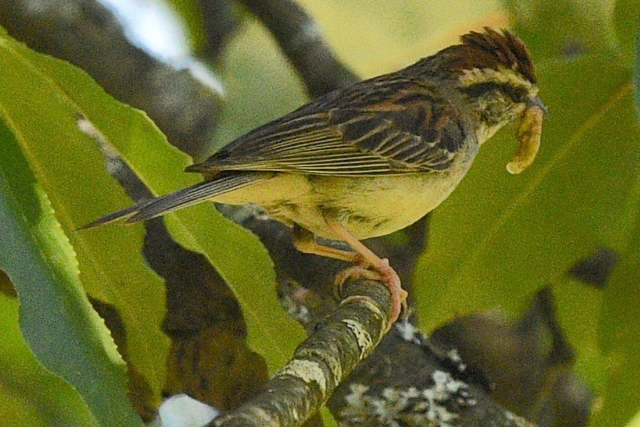 Chipping Sparrow - barbara segal
