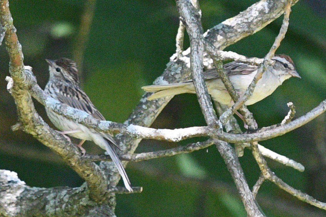 Chipping Sparrow - barbara segal