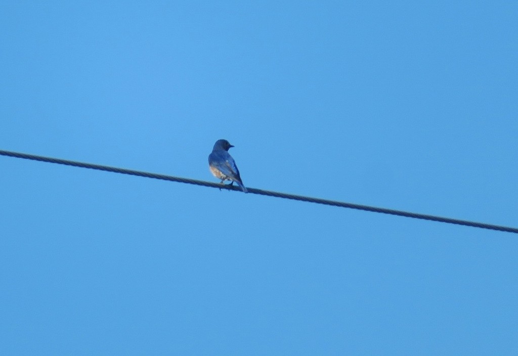 Eastern Bluebird - ML471524571