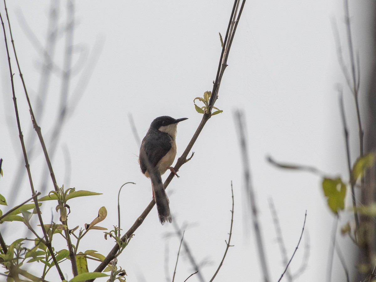 Ashy Prinia - ML471524671