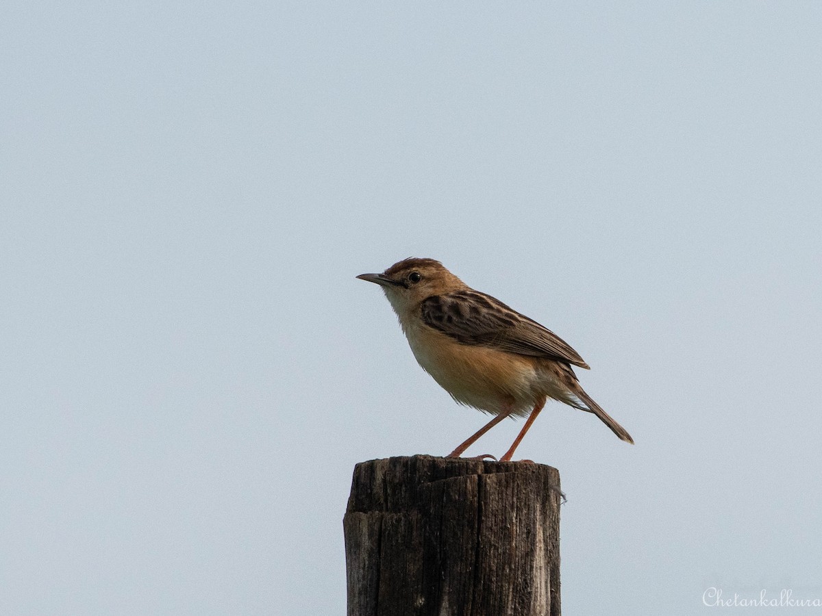 Zitting Cisticola - ML471524851