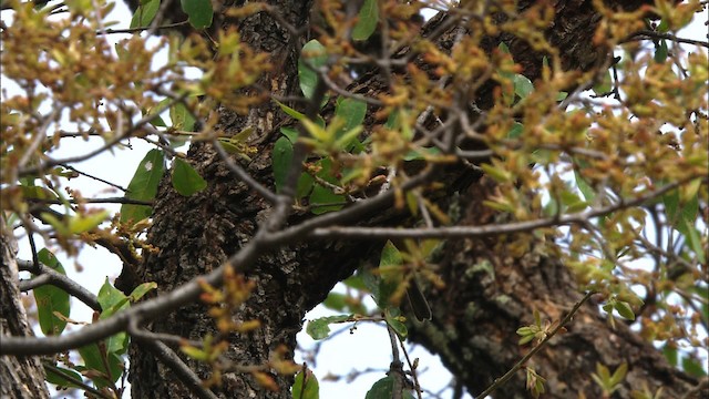 Colima Warbler - ML471525