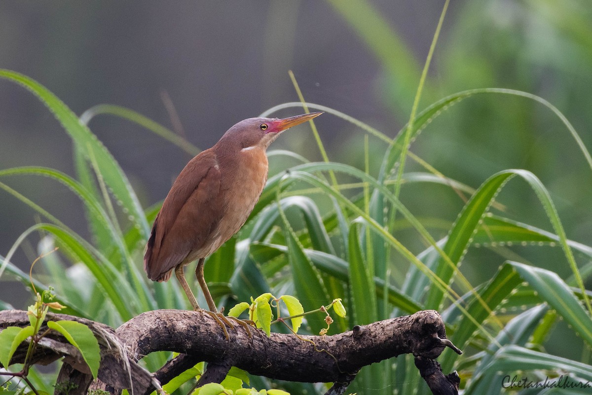 Cinnamon Bittern - ML471525141