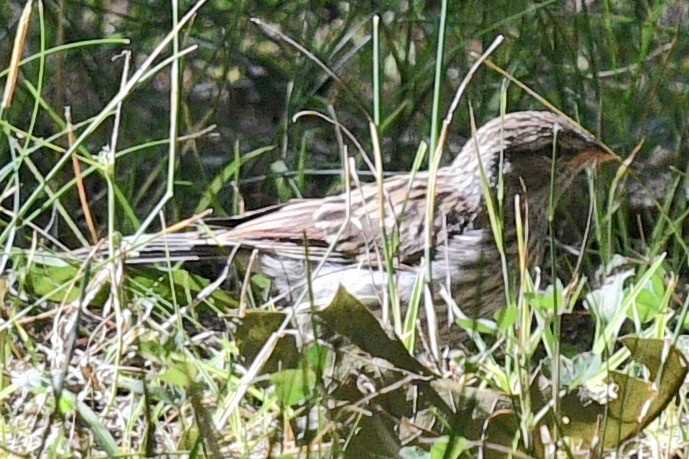 Chipping Sparrow - ML471525211