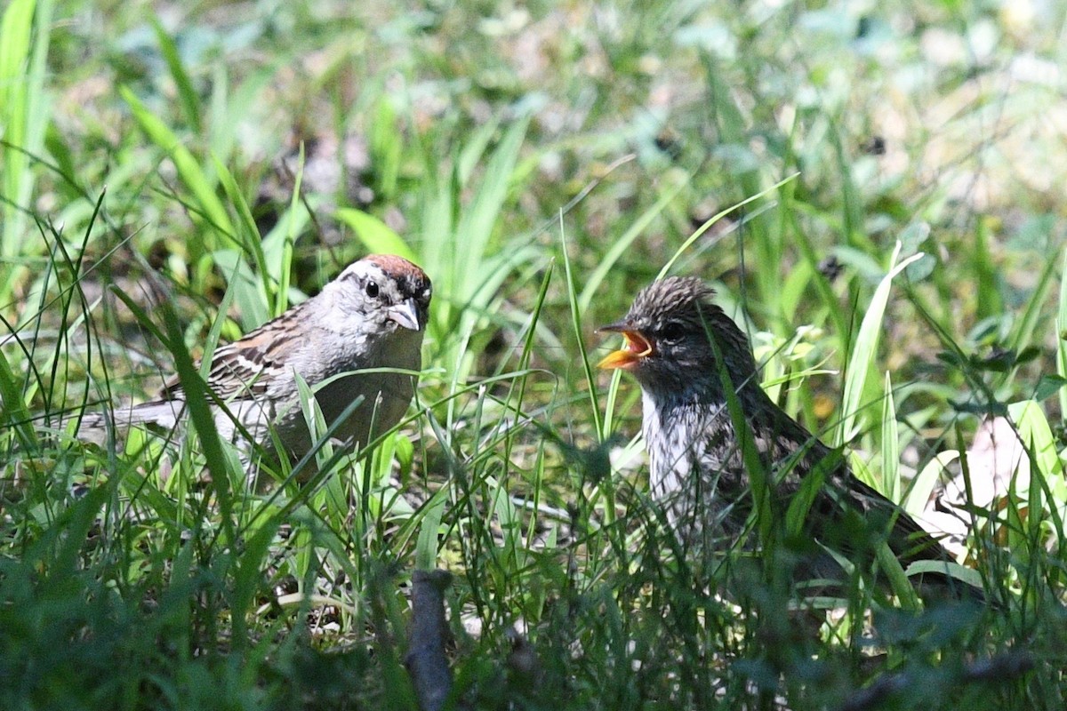 Chipping Sparrow - ML471525281