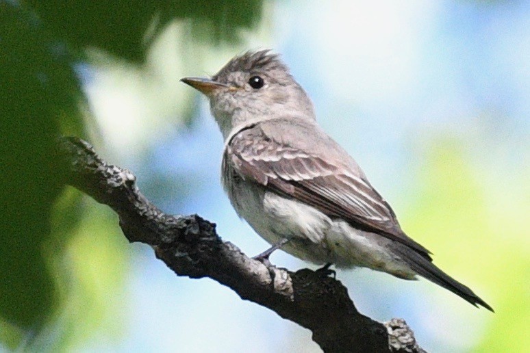 Eastern Wood-Pewee - ML471525381