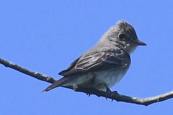 Eastern Wood-Pewee - ML471525401