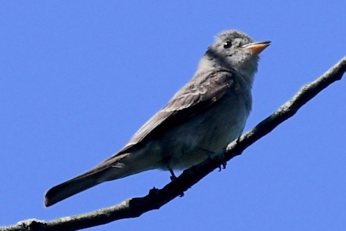 Eastern Wood-Pewee - ML471525411